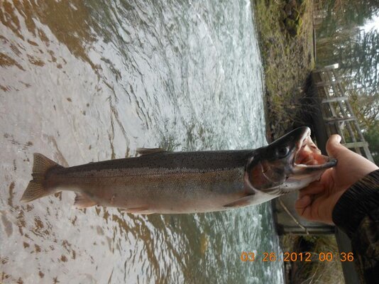 justins steelhead 002.jpg