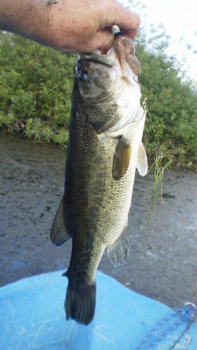 grasspig fish 5-28-12 002.jpg