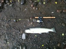Fish 2.jpg