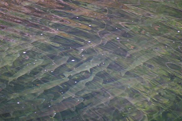 steamboat.jpg