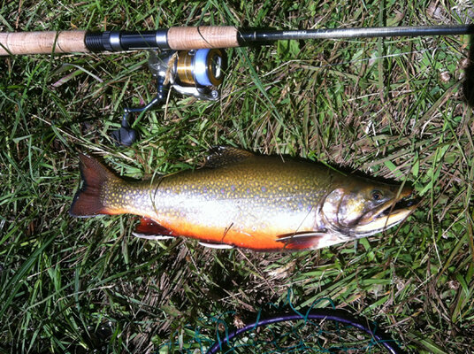 Leon-McKee-Brook-Trout.jpg