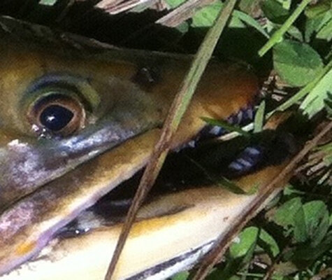 Leon-McKee-Brook-Trout-Teeth.jpg