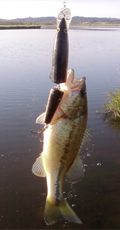3lb on a creature 9-6-12.png