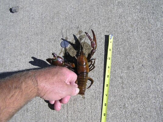 CRAWDAD 001.jpg