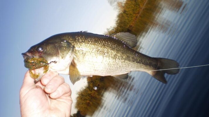 november bass 001.jpg