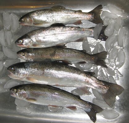 Hagg Trout 11-11-12.jpg