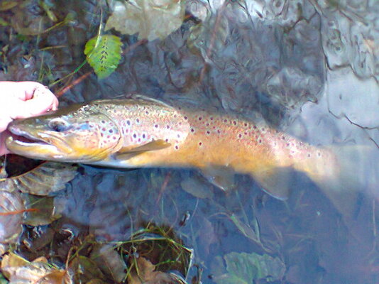 Photo0019.jpg