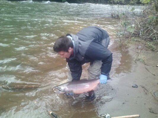 Coho2.jpg
