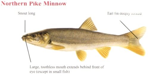 northern_pike_minnow.jpg