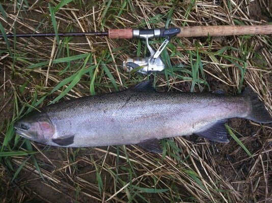 YRsteelhead.jpg YRsteelhead.jpg