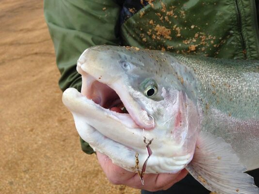 Hagg Lake Daves 11 pounder March 2 2013 004.jpg
