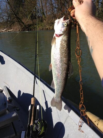 steelhead.jpg