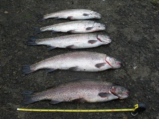 Canby Pond 02 03.16.2013.jpg