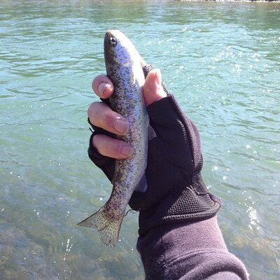 trout1_4-30-2013.jpg