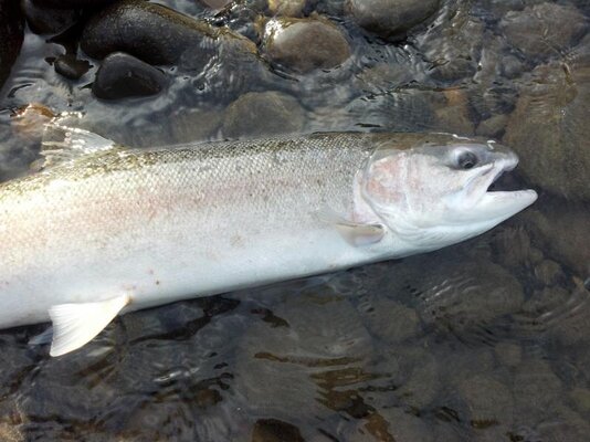 2013-05-02_17-56-38_654.jpg 2013-05-02_17-56-38_654.jpg