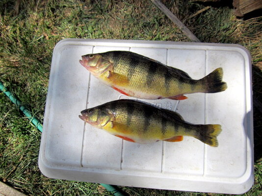 2 fish.JPG