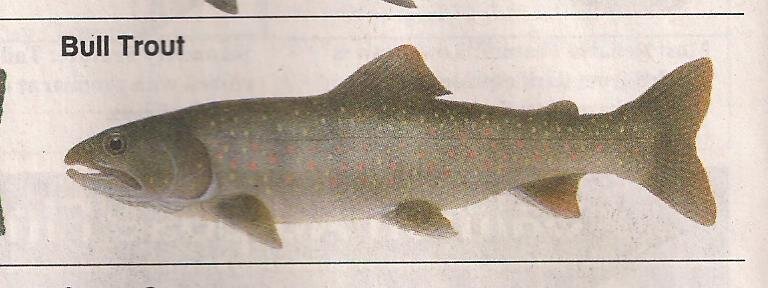 Bull Trout pic.jpg