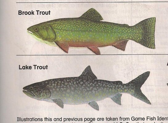 Brook and Lake Trout pic.jpg