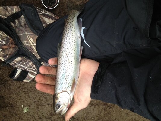 Gales Creek Trout Fishing