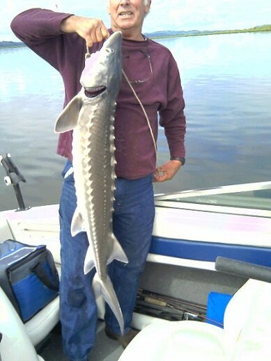 2013 sturgeon.jpg