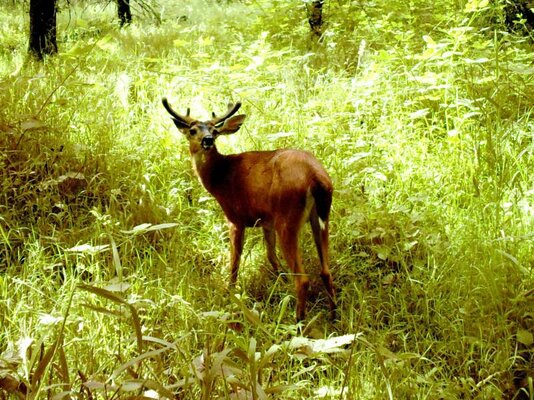 Willamette Deer 129.jpg
