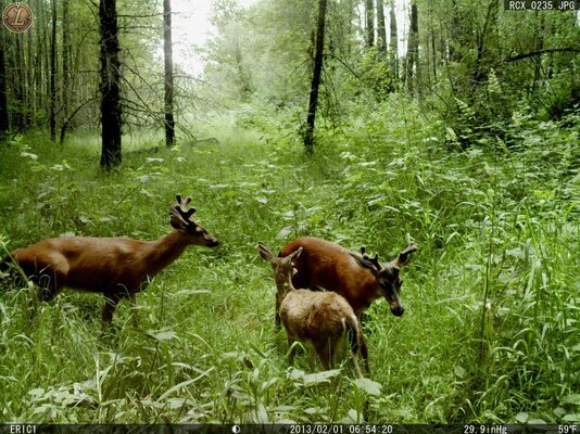 Willamette Deer 236.jpg