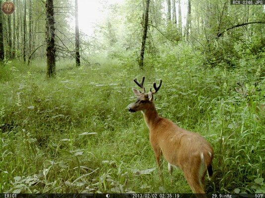 Willamette Deer 247.jpg