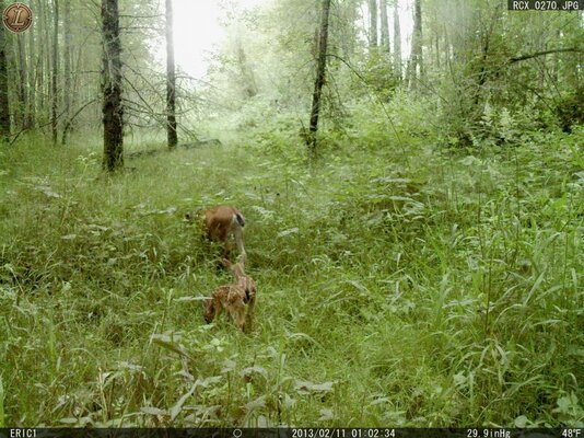 Willamette Deer 271.jpg