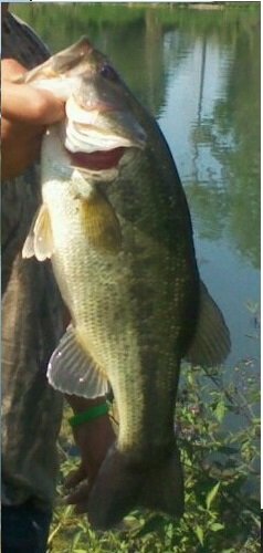 bass1.jpg