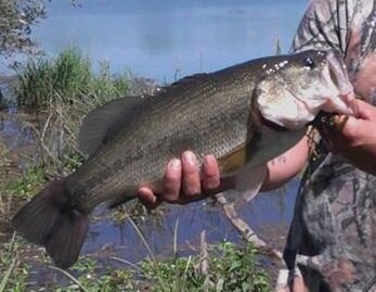 bass3.jpg