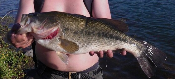 bass4.jpg
