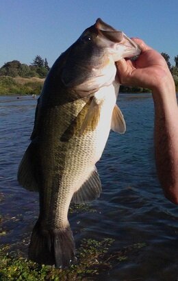 bass5.jpg