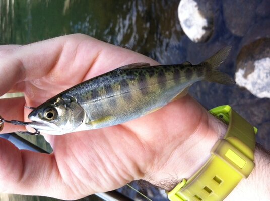fish.jpeg
