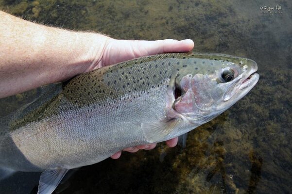 Steelhead1FB.jpg