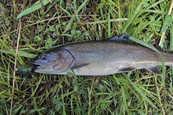 Bull Trout1.jpg