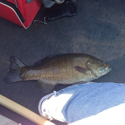 3.7 lb. Smallie.jpg