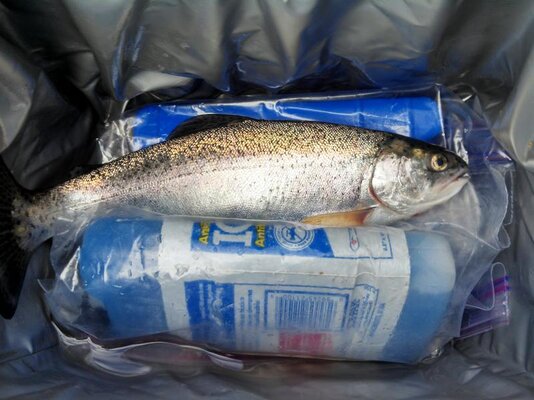 hagg trout.jpg
