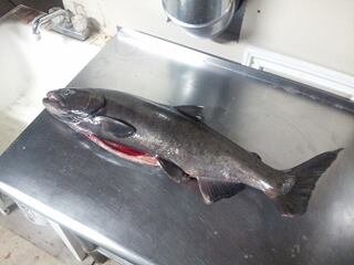 Salmon.jpg Salmon.jpg