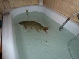 Fish in bathtub.jpg