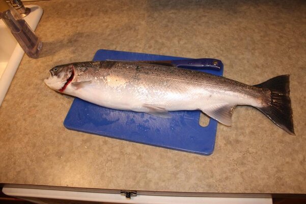 First Steelhead.jpg