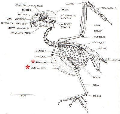 turkey skeleton.jpg
