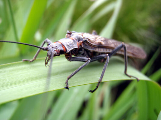 deschutes salmonfly hatch.jpg
