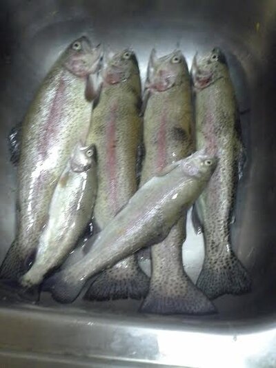 Fish.jpg