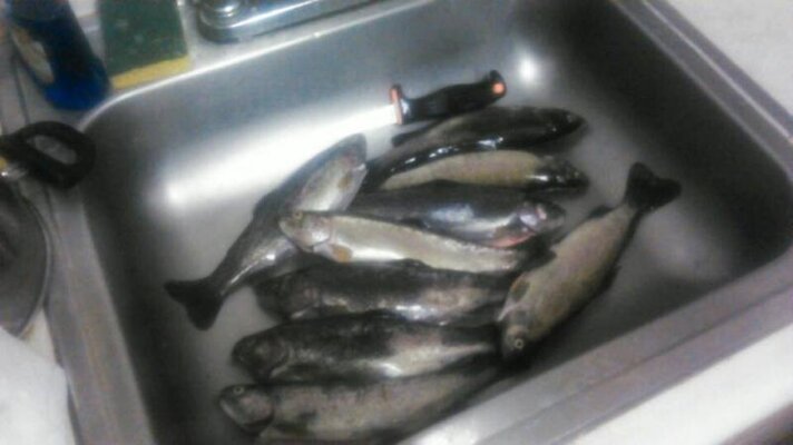 Estacada lake trout