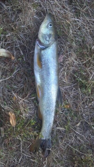 mystery fish.jpg mystery fish.jpg