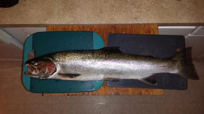 Steelhead.jpg