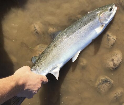 steelhead2.jpg