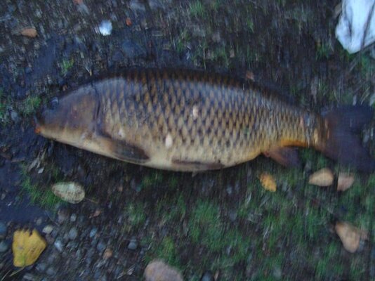 carp pics 001.jpg