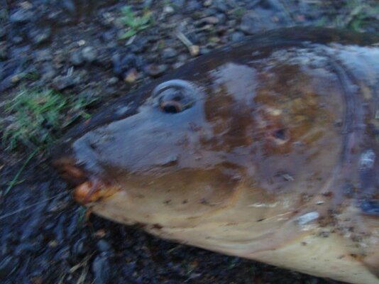 carp pics 002.jpg