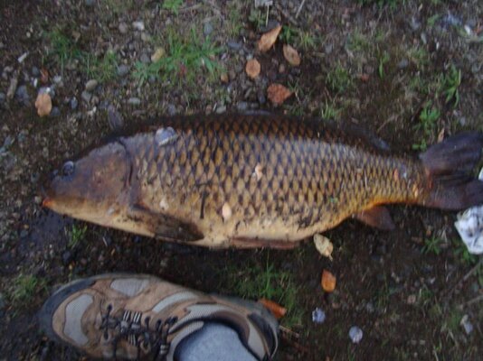 carp pics 003.jpg